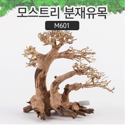 모스트리 분재유목(M) [ M601 ]